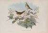 Locustella avicula. Grasshopper Warbler. (1862-1873)