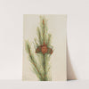 Lodgepole Pine (Pinus Contorta murrayana) (1921) by Mary Vaux Walcott