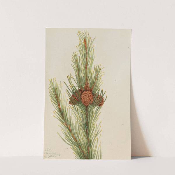 Lodgepole Pine (Pinus Contorta murrayana) (1921) by Mary Vaux Walcott