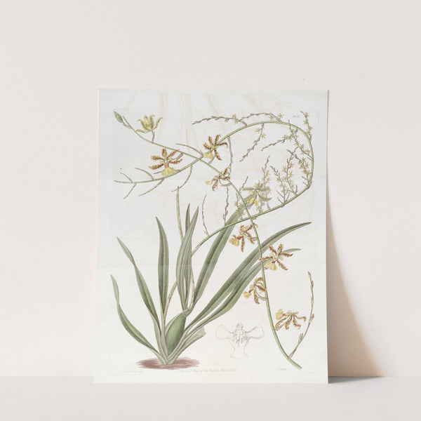 Lofty Oncidium by Sydenham Edwards