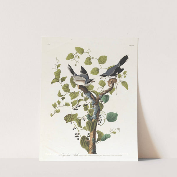 Loggerhead shrike by John James Audubon