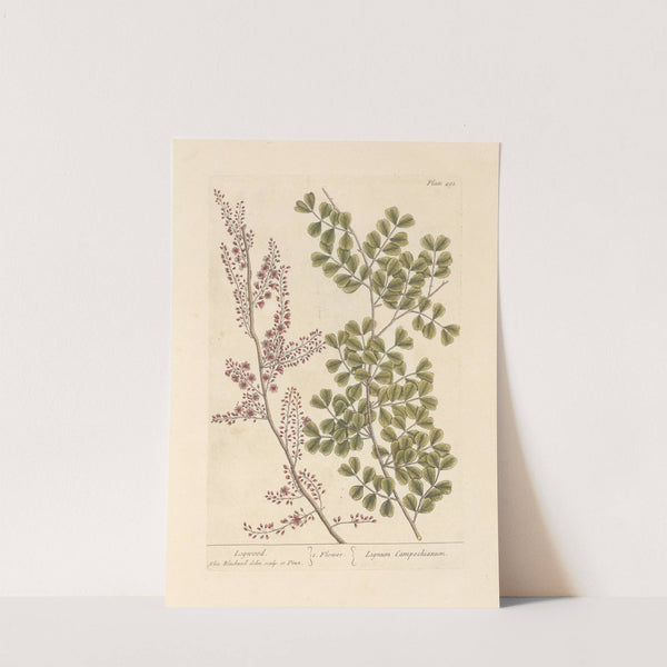 Logwood by Elizabeth Blackwell