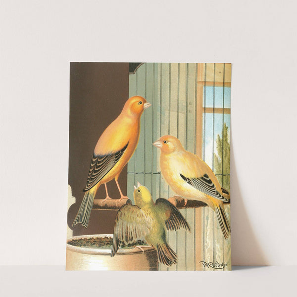 London Fancy Canaries by W. A . Blakston