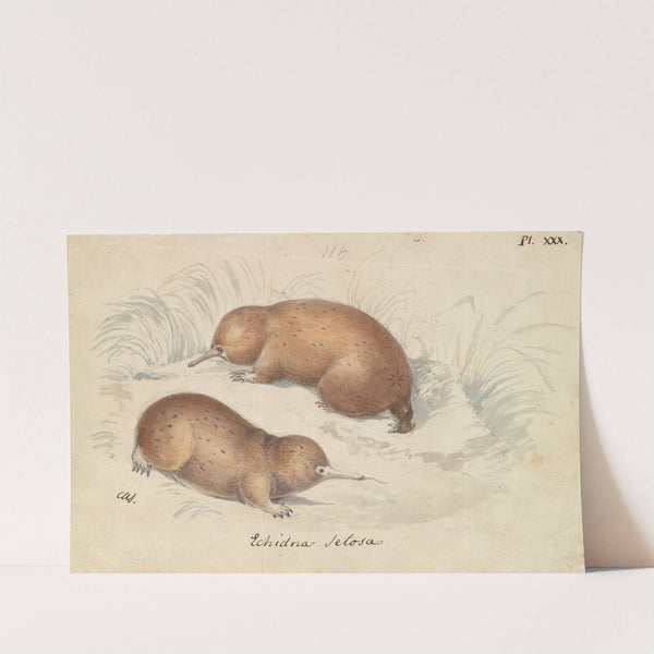 Long-beaked Echidna (1837) by Charles Hamilton Smith