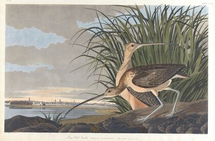 Long-billed curlew