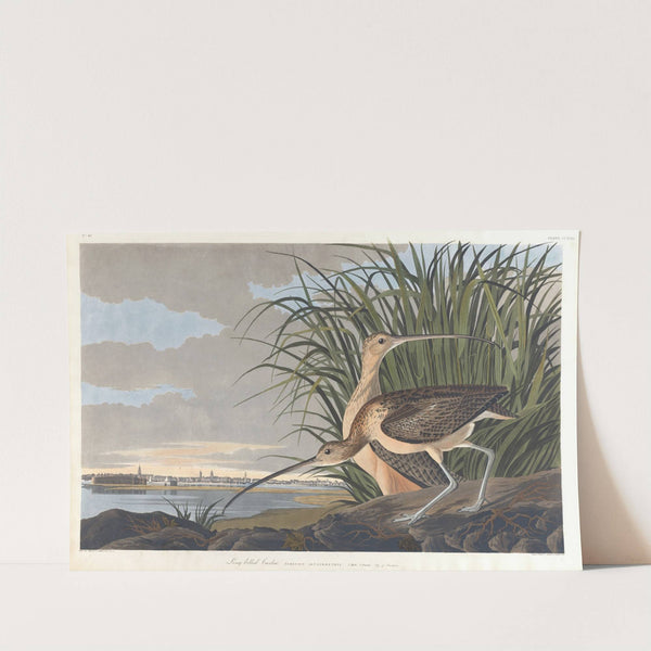 Long-billed curlew by John James Audubon