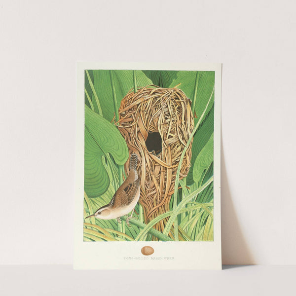 Long-billed Marsh Wren (1882) by Edwin L. Sheppard