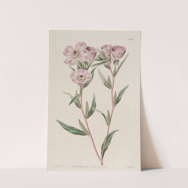 Long-branched Oenothera by Sydenham Edwards