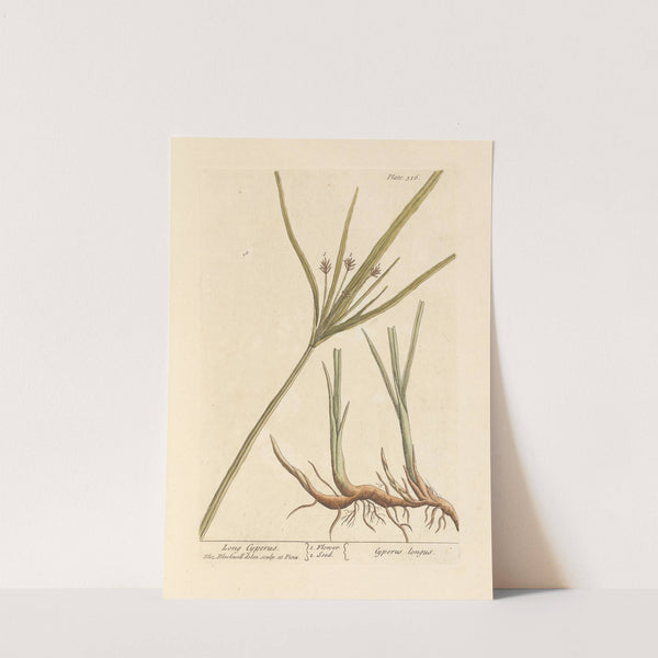 Long cyperus by Elizabeth Blackwell