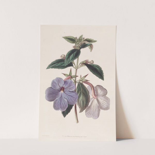 Long-flowered Achimenes by Sydenham Edwards