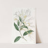 Long-flowered Honeysuckle by Sydenham Edwards