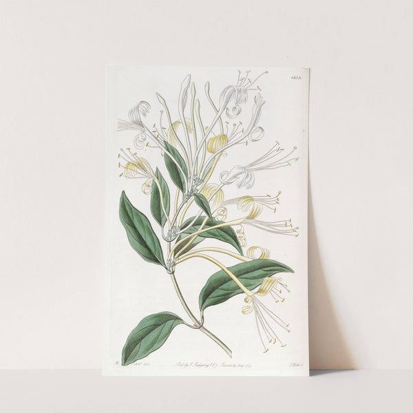 Long-flowered Honeysuckle by Sydenham Edwards