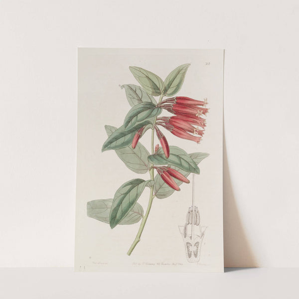 Long-flowered Macleania by Sydenham Edwards