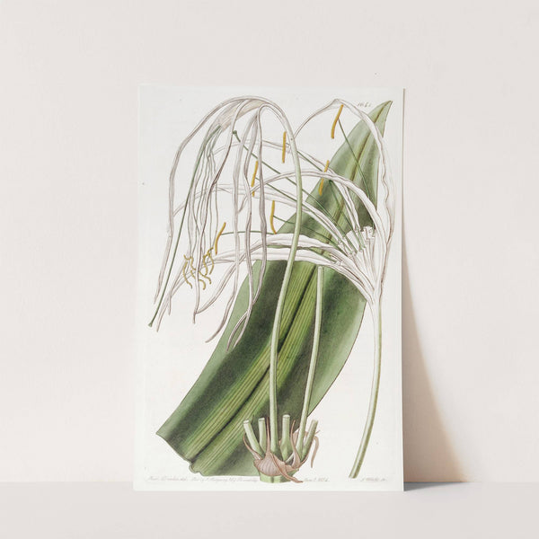 Long-flowered Pancratium by Sydenham Edwards
