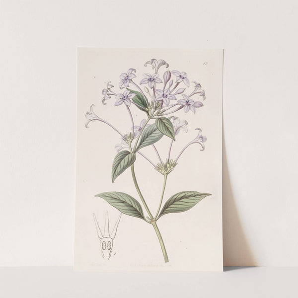 Long-flowered Rondeletia by Sydenham Edwards
