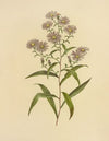 Long-Leaved Aster (1887)