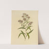 Long-Leaved Aster (1887) by Isaac Sprague