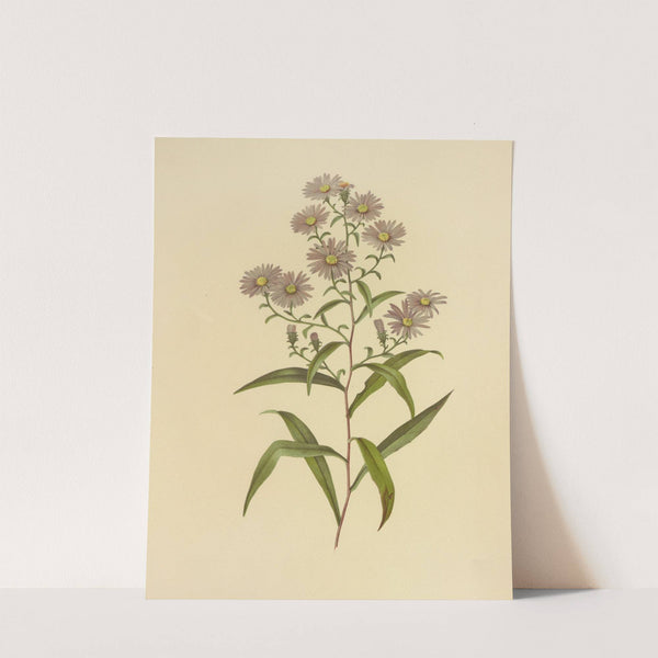 Long-Leaved Aster (1887) by Isaac Sprague