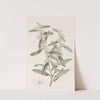 Long-leaved Duvaua by Sydenham Edwards