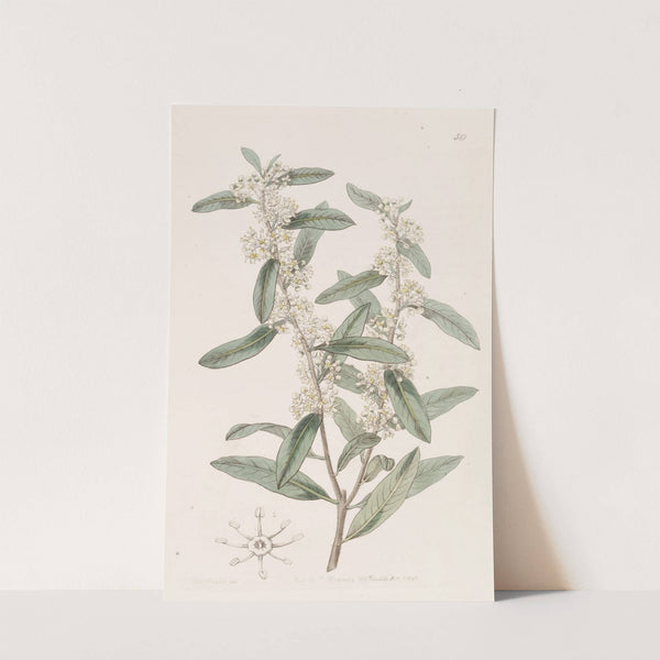 Long-leaved Duvaua by Sydenham Edwards