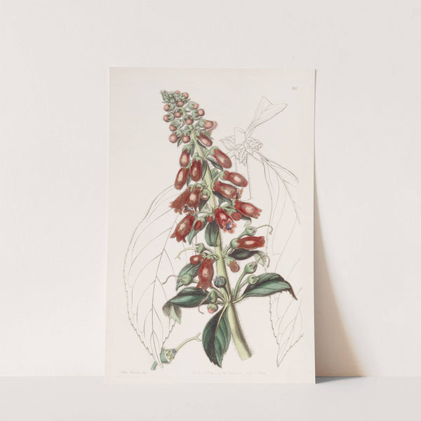 Long-leaved Gesnera by Sydenham Edwards