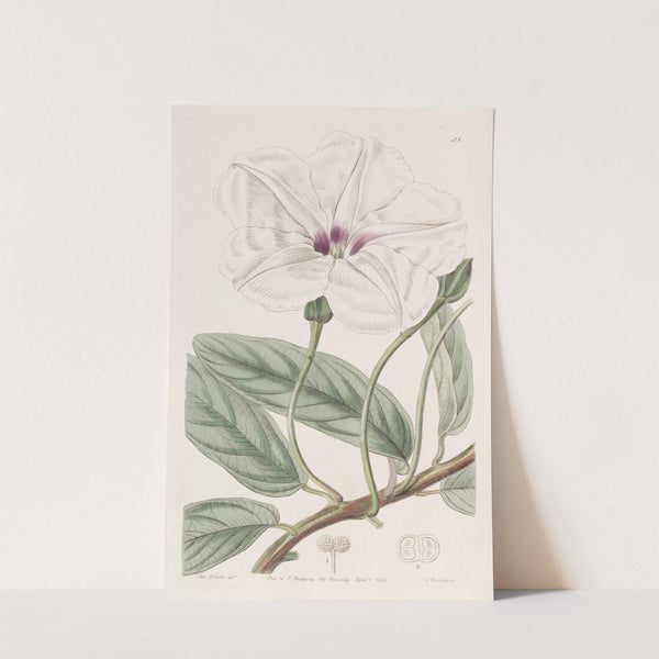 Long-leaved Ipomaea by Sydenham Edwards