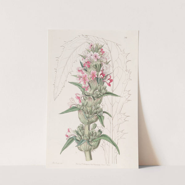 Long-leaved Morina by Sydenham Edwards