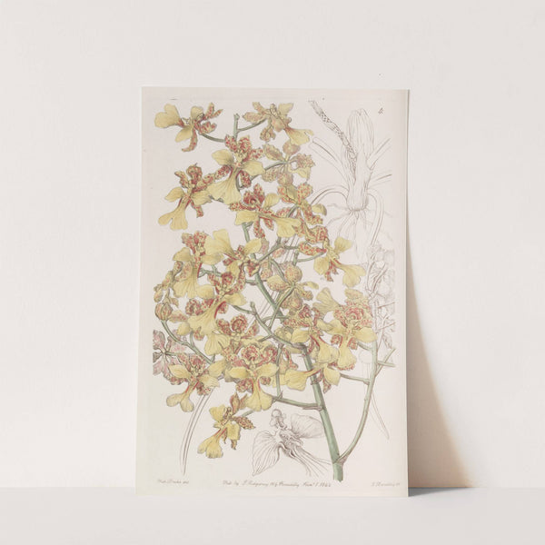 Long-Leaved Oncidium by Sydenham Edwards