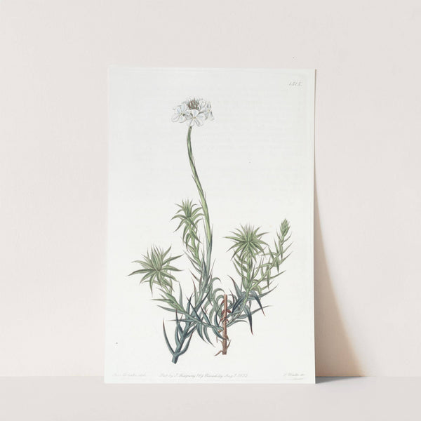 Long-leaved Sphenotoma by Sydenham Edwards