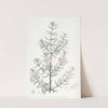 Long-leaved Westringia by Sydenham Edwards