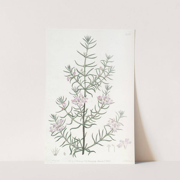 Long-leaved Westringia by Sydenham Edwards