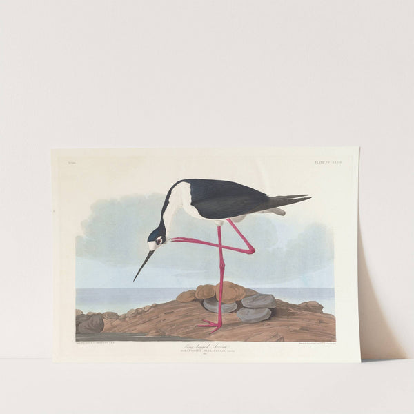 Long-legged avocet by John James Audubon