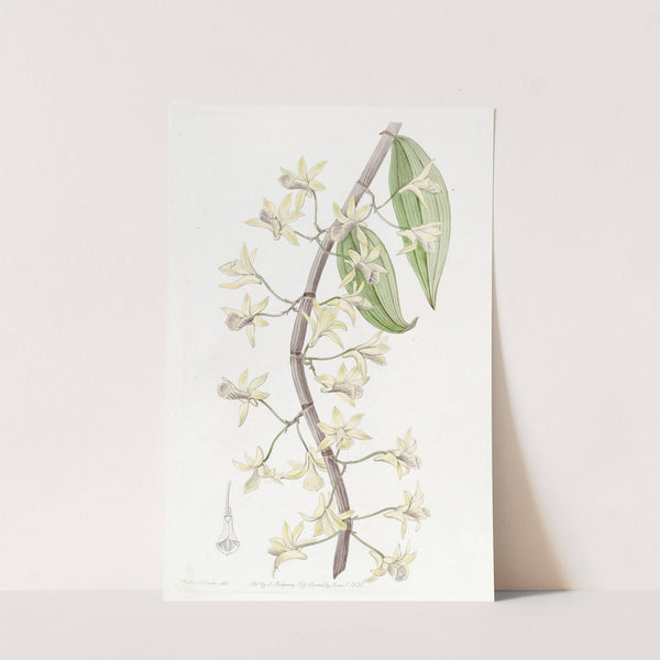 Long-spiked Dendrobium by Sydenham Edwards