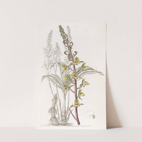 Long-spiked Eulophia by Sydenham Edwards