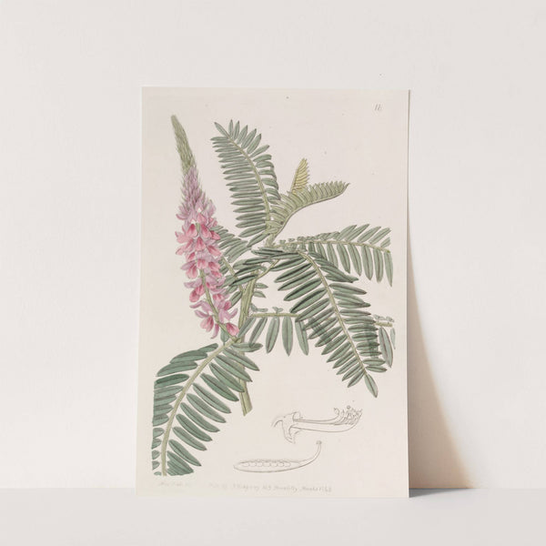 Long-spiked Indigo by Sydenham Edwards