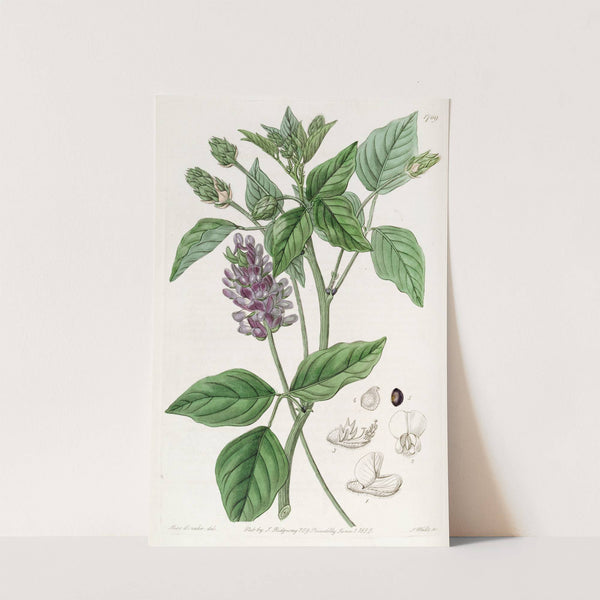 Long-spiked Psoralea by Sydenham Edwards