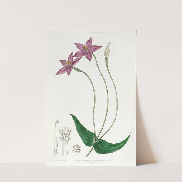 Long-stalked Chironia by Sydenham Edwards