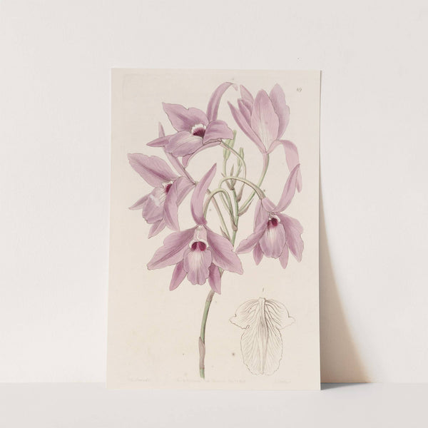 Long-stalked Laelia by Sydenham Edwards