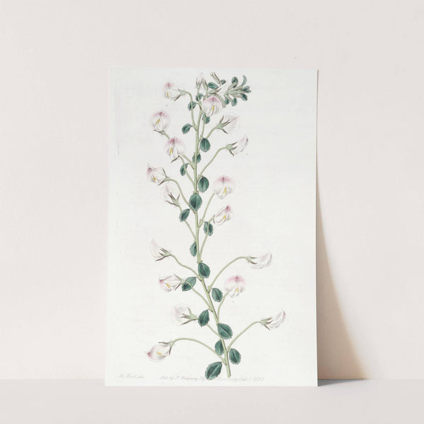 Long-stalked Rest Harrow by Sydenham Edwards