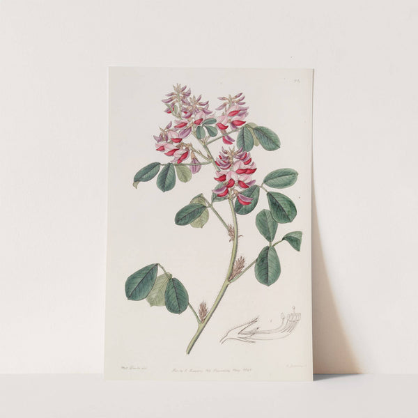 Long-styled Oxyramph by Sydenham Edwards