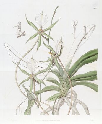 Long-tailed Angraecum