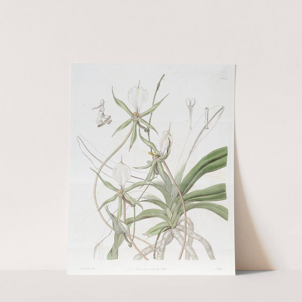 Long-tailed Angraecum by Sydenham Edwards