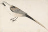 Long-Tailed Bird Seen in Profile.