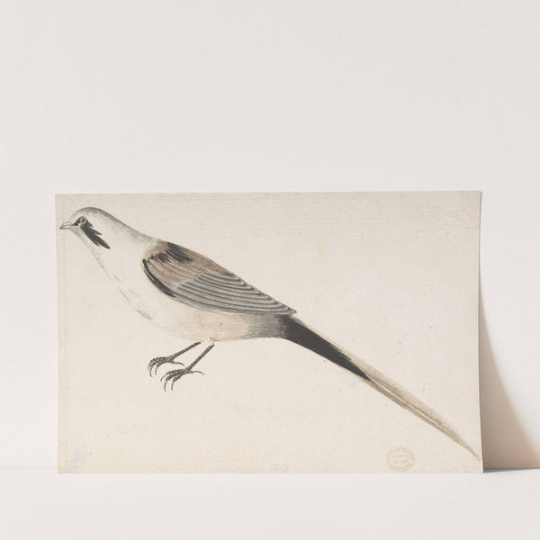 Long-Tailed Bird Seen in Profile. by Count Giorgio Durante