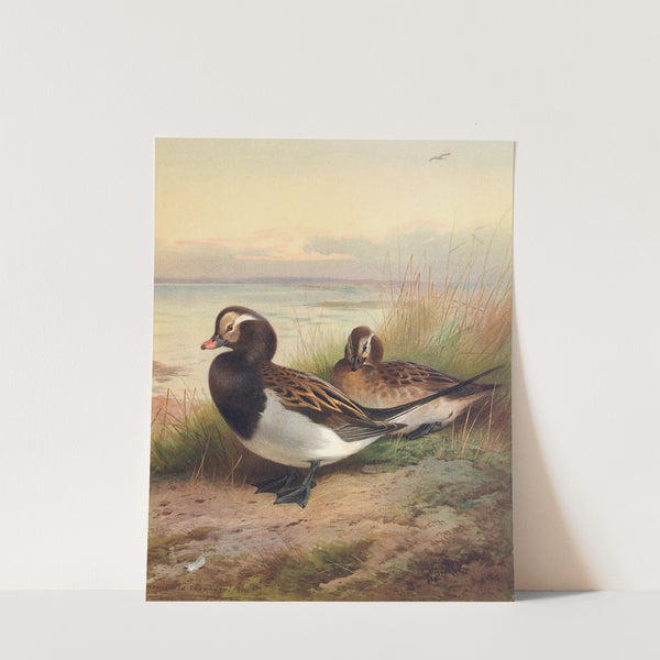 Long-Tailed Duck (Summer) (1913) by Archibald Thorburn