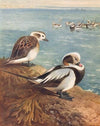 Long-Tailed Duck (Winter) (1913)