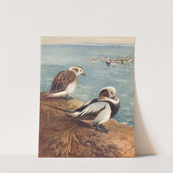Long-Tailed Duck (Winter) (1913) by Archibald Thorburn