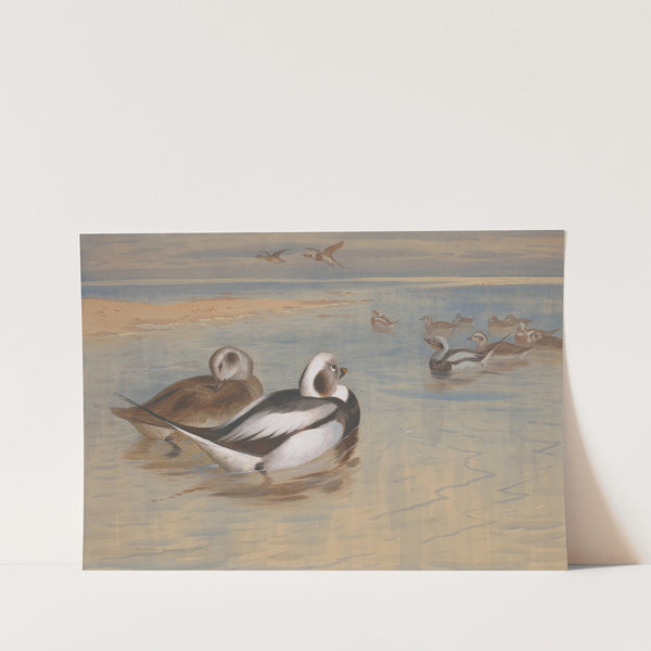 Long-tailed ducks (1899) by Archibald Thorburn