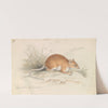 Long-Tailed Spiny Rat (1837) by Charles Hamilton Smith