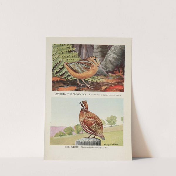 Longbill the Woodcock, Bob White by Louis Agassiz Fuertes